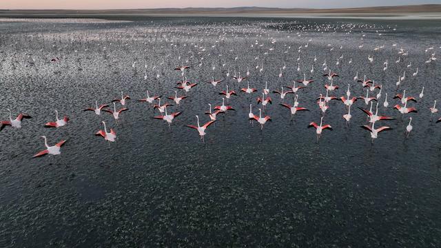 Kanallar işe yaradı, toplu ölümler yaşanmadı! Bakan Kurum: Anadolu’nun en nazlı misafirleri bize emanet