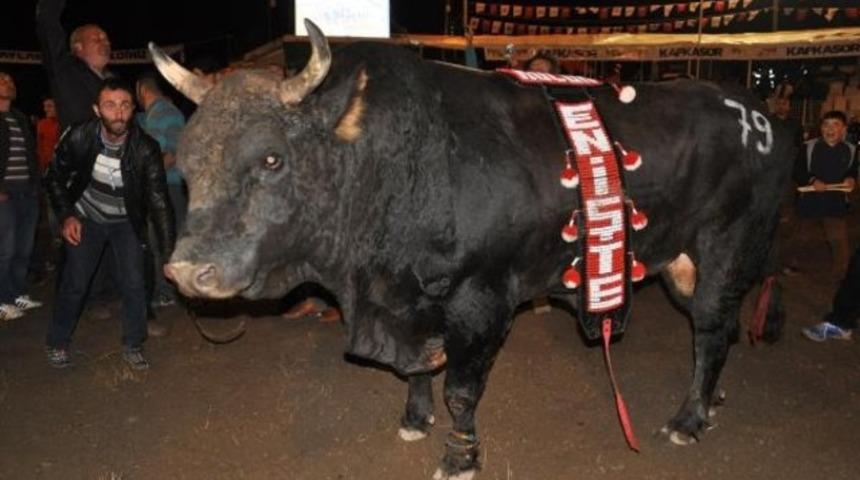 Şampiyon boğa, l&uuml;ks otomobil fiyatına satıldı