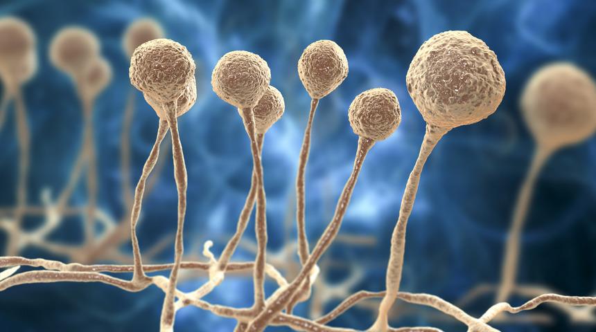 Kara mantar hastalığı nedir, nasıl geçer? Kara mantar hastalığı Türkiye'de var mı? Kara mantar hastalığı belirtileri ve tedavisi