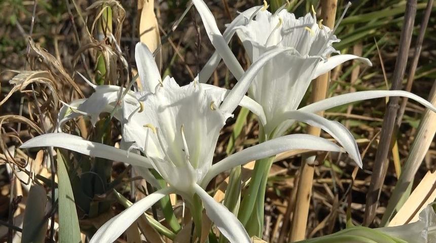 Nesli tükenmekle karşı karşıya! Koparmanın cezası 387 bin 141 TL