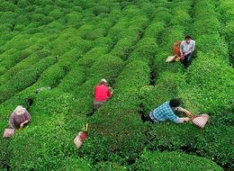 Çay ihracatında 15 milyon dolar gelir elde edildi... En çok Belçika'ya ihracat yapıldı 