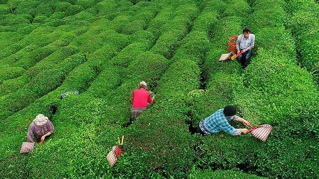 Çay ihracatında 15 milyon dolar gelir elde edildi... En çok Belçika'ya ihracat yapıldı 