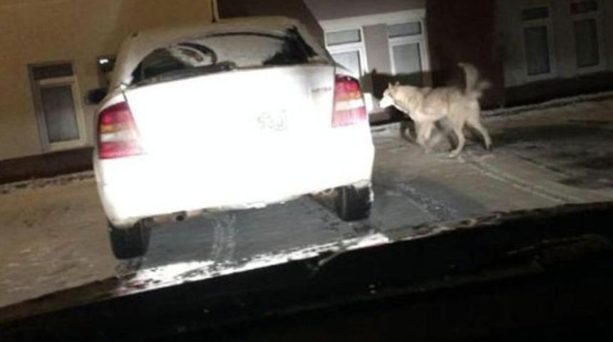 Bayburt merkezine kurt indi