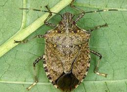 Tarım ve Orman Bakanlığı'ndan destek: Samuray arılarına 300 bin ilave 