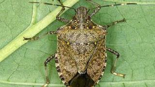 Tarım ve Orman Bakanlığı'ndan destek: Samuray arılarına 300 bin ilave 