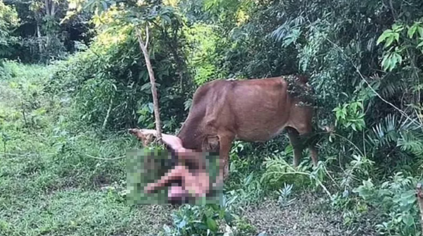 Ormanlık alanda ineğe tecavüz etmeye çalışırken suç üstü yakalanmıştı! Pişkin savunmanın ardından cezası Putin'den geldi... "Askere alınabilir"