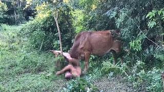 Ormanlık alanda ineğe tecavüz etmeye çalışırken suç üstü yakalanmıştı! Pişkin savunmanın ardından cezası Putin'den geldi... Askere alınabilir