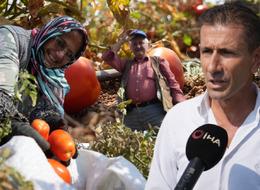 Tarlada 1 lira markette 38 lira olunca isyan edip bedava dağıttı! Gelen çuval çuval götürdü: 600 bin lira zararım var