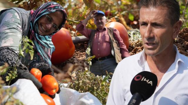 Tarlada 1 lira markette 38 lira olunca isyan edip bedava dağıttı! Gelen çuval çuval götürdü: 600 bin lira zararım var