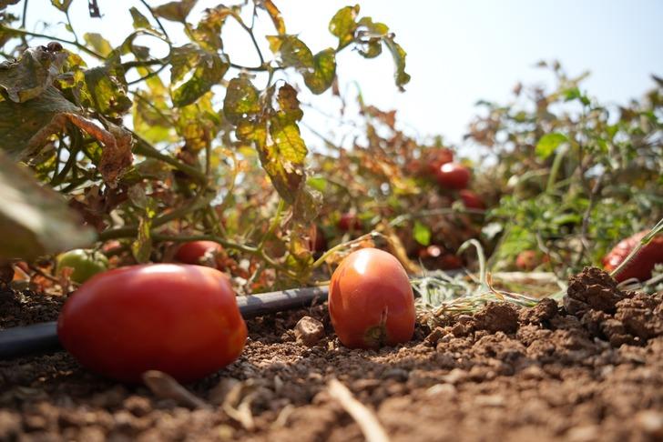 Tarlada 1 lira markette 38 lira olunca isyan edip bedava dağıttı! Gelen çuval çuval götürdü: 600 bin lira zararım var G1