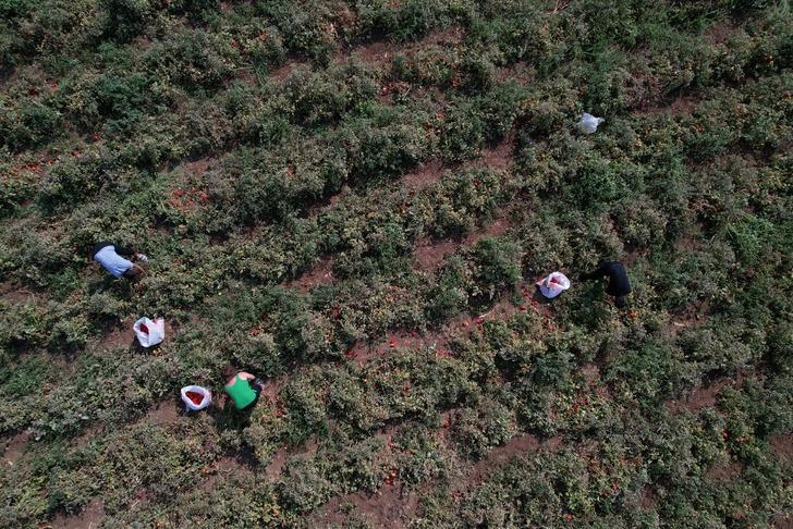 Tarlada 1 lira markette 38 lira olunca isyan edip bedava dağıttı! Gelen çuval çuval götürdü: 600 bin lira zararım var G5