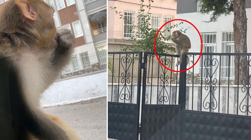 Çorum'da maymun alarmı! Genç kıza saldırıp ısırdı…