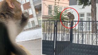 Çorum'da maymun alarmı! Genç kıza saldırıp ısırdı…