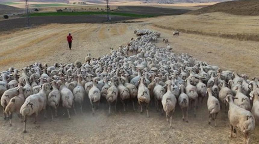 Hayvan sahipleri isyan etti: "Türk çoban bulamıyoruz" 