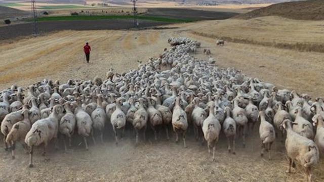 Hayvan sahipleri isyan etti: Türk çoban bulamıyoruz 