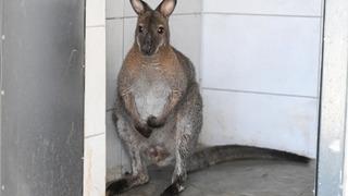 Kanguru, uçan sincap, alpaka, Patagonya marası...Sınırdan Türkiye'ye girmek isteyen otomobilde bulundular