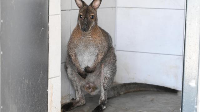Kanguru, uçan sincap, alpaka, Patagonya marası...Sınırdan Türkiye'ye girmek isteyen otomobilde bulundular