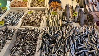 Yeni sezon geldi! Yasağın kalmasıyla balıkçılar bu gece vira bismillah diyecek