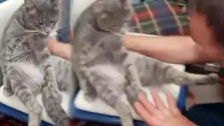 Sosyal medya o kediyi konuşuyor! Bal yedi, baygınlık geçirdi