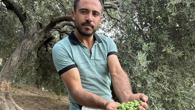 Günlük 1000 TL kazanıyorlar! Kilosu 70 TL... 'Bu yıl çok iyi, çok memnunuz'