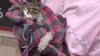 Kadıköy'de hayvan katliamı! 15'den fazla kedi zehirlendi, organize işe benziyor