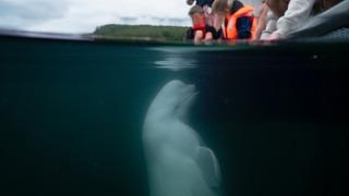 Üzerinde kamera vardı! Rusya'nın casus balinası Hvaldimir Norveç'te ölü bulundu