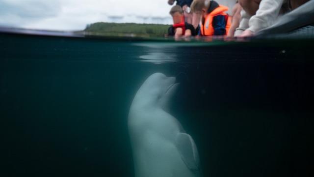 Üzerinde kamera vardı! Rusya'nın casus balinası Hvaldimir Norveç'te ölü bulundu