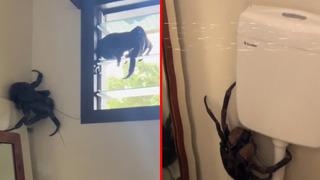 Tuvalete gittiğinde aniden karşısına çıktı! Bir daha tuvalete gitmeye cesaret edemedim dedi... Sosyal medyada gündem yarattı