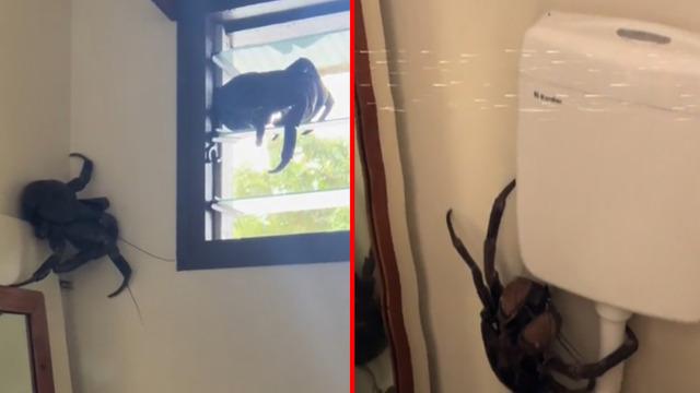 Tuvalete gittiğinde aniden karşısına çıktı! Bir daha tuvalete gitmeye cesaret edemedim dedi... Sosyal medyada gündem yarattı