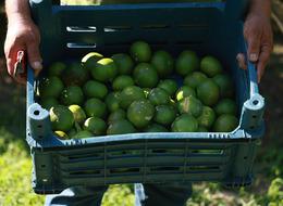 Mandalina hasadı başladı... Yevmiyeler bin liradan başlamasına rağmen çiftçi işçi bulamıyor... 10 dönümlük bahçesini tek başına hasat ediyor!