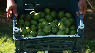 Mandalina hasadı başladı... Yevmiyeler bin liradan başlamasına rağmen çiftçi işçi bulamıyor... 10 dönümlük bahçesini tek başına hasat ediyor!