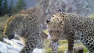 İlk kez 2020'de görülmüştü! Anadolu parsını avlamanın cezası 30 milyon TL 