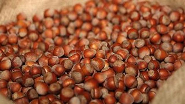 Türkiye fındık ihracatından gelir kazanmaya devam ediyor... 2 Milyardan fazla gelir elde edildi