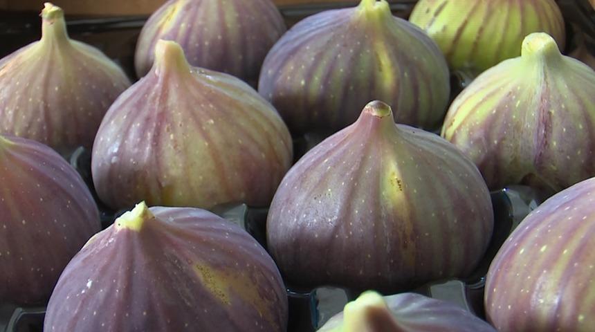 26'ncı ürün oldu! Bursa'nın siyah incirine tescil