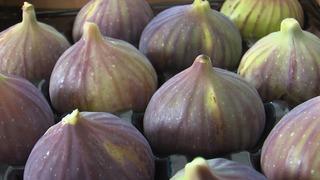 26'ncı ürün oldu! Bursa'nın siyah incirine tescil