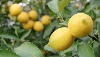 T&uuml;rkiye'nin limon ihracatı ilk 4 ayda 195 milyon dolara ulaştı