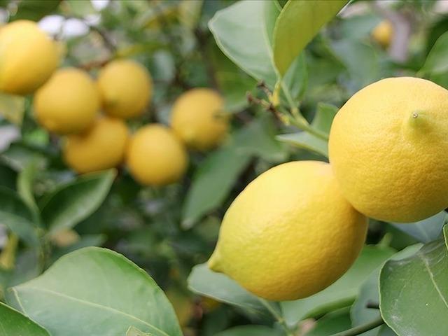 T&uuml;rkiye'nin limon ihracatı ilk 4 ayda 195 milyon dolara ulaştı