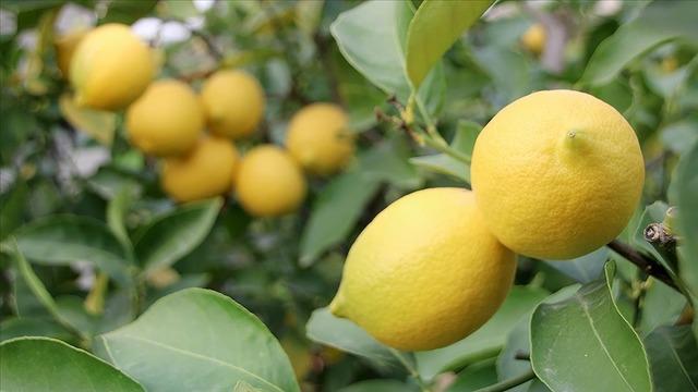 Türkiye'nin limon ihracatı ilk 4 ayda 195 milyon dolara ulaştı