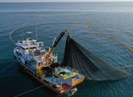 Balıkçı gemilerinin hamsi avcılığı için izin alma süresi 6 Eylül'de doluyor