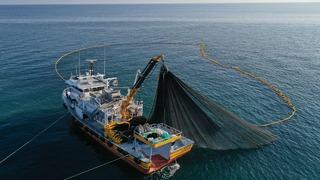 Balıkçı gemilerinin hamsi avcılığı için izin alma süresi 6 Eylül'de doluyor