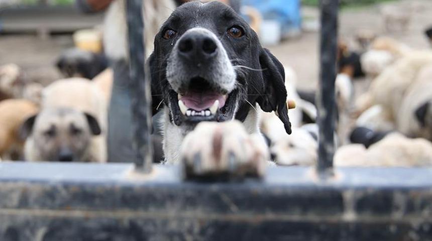 17 maddenin 16’sı… AYM sahipsiz hayvanlara ilişkin incelemede kararını verdi