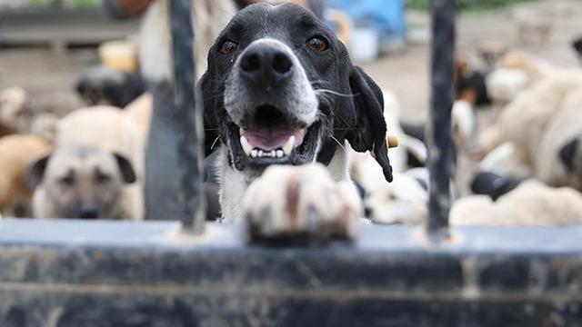 17 maddenin 16’sı… AYM sahipsiz hayvanlara ilişkin incelemede kararını verdi