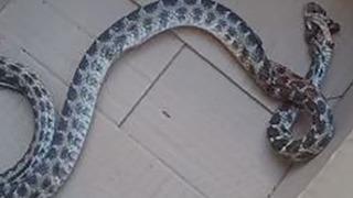 Tedirginlik arttı: Apartmanların içine kadar girmeye başladı! Uzmanlar uyardı... Kara kara düşündürüyor