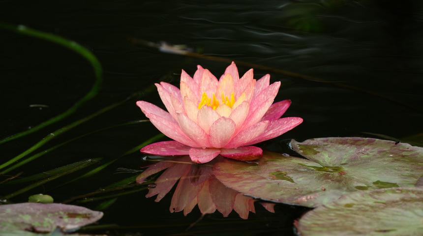 Lotus çiçeği tohumu nasıl ve ne zaman ekilir? Lotus çiçeği bakımı nasıl yapılır?