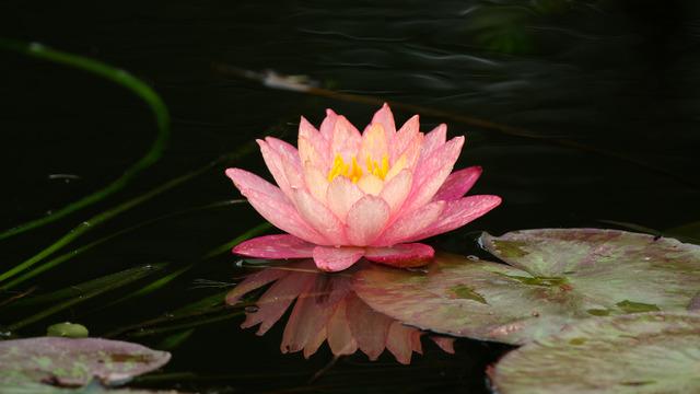 Lotus çiçeği tohumu nasıl ve ne zaman ekilir? Lotus çiçeği bakımı nasıl yapılır?