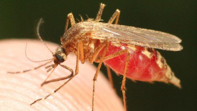 Rusya'dan Türkiye için korkutan iddia! 'Zika virüsüne rastlandı' uyarısı