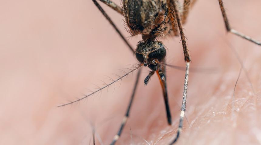 Batı Nil virüsü nedir, nasıl bulaşır? Batı Nil virüsü belirtileri ve tedavisi