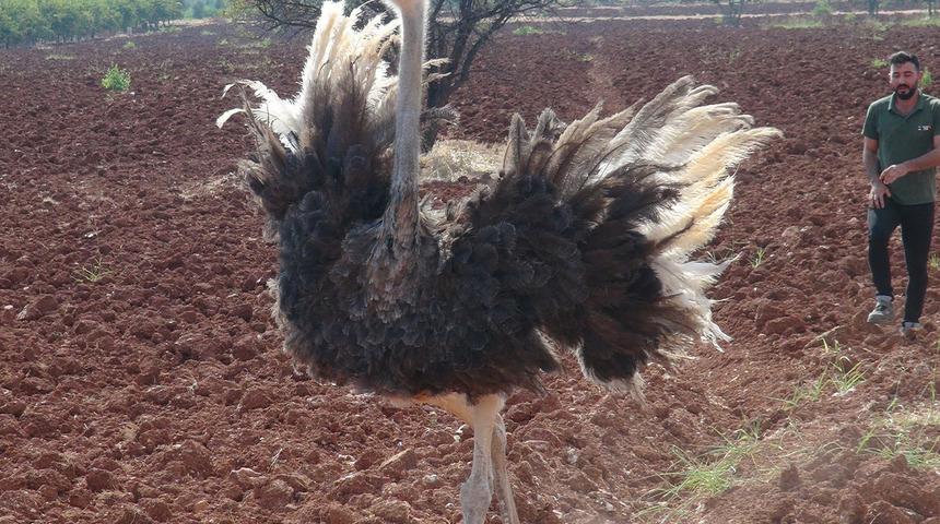 Kilis'te şaşırtan görüntü! Suriye sınırına yakın deve kuşu yakalandı