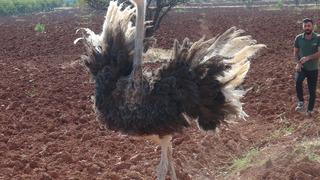 Kilis'te şaşırtan görüntü! Suriye sınırına yakın deve kuşu yakalandı