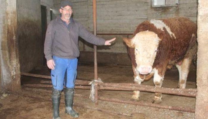 800 kilogramlık danası 'Paşa'yı Mehmetçik'e bağışladı